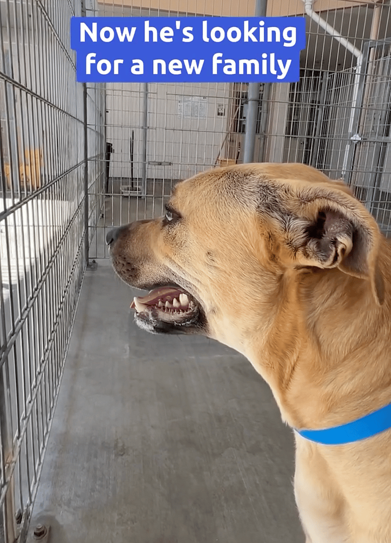 Pitbull Thought He Was Going for a Fun Car Ride—But He Was Dumped at the Shelter Instead